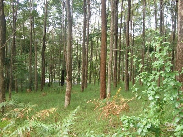 46 Stewart Court, Doonan, QLD, 4562, Doonan - Image 1
