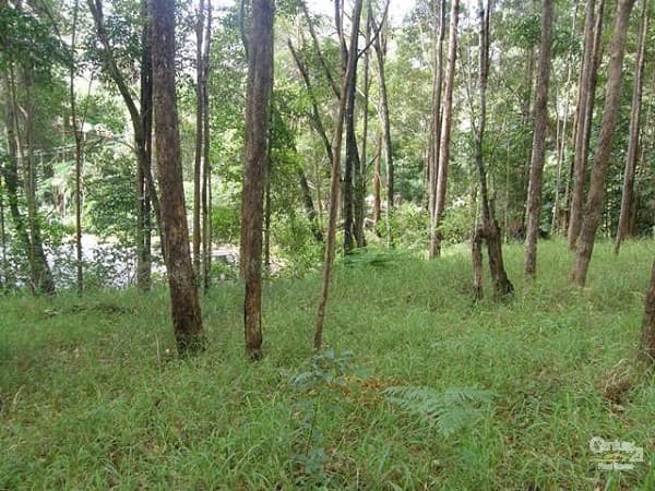 46 Stewart Court, Doonan, QLD, 4562, Doonan - Thumbnail 3