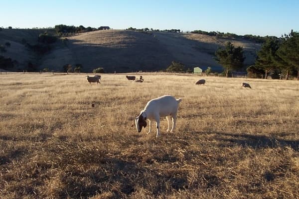 Lot 6 Range Road West, Willunga South, SA, 5172, Willunga South - Thumbnail 8