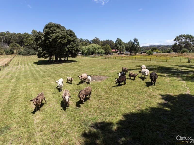 59 Kimberley Road, Railton, TAS, 7305, Railton - Thumbnail 2