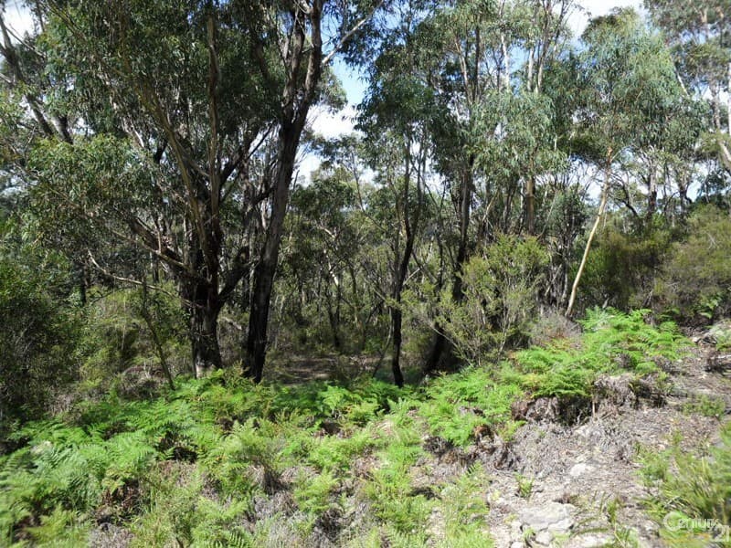 135 Macquarie Road, Springwood, NSW, 2777, Woodford - Thumbnail 5