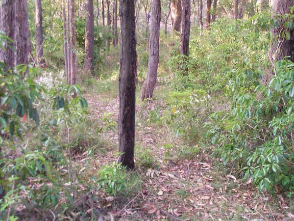 Address Withheld, Springwood, NSW, 2777, Springwood - Thumbnail 2