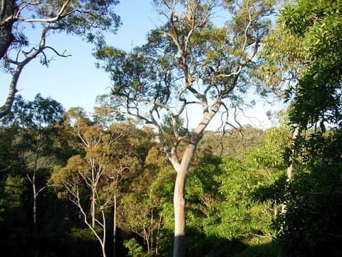135 Macquarie Road, Springwood, NSW, 2777, Faulconbridge - Thumbnail 2