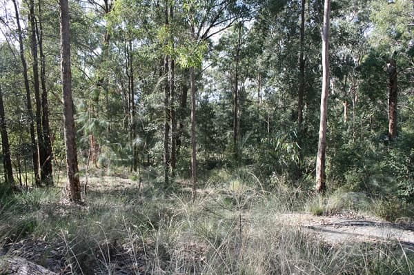 135 Macquarie Road, Springwood, NSW, 2777, Hawkesbury Heights - Thumbnail 2