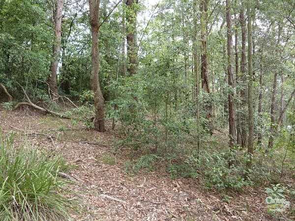 CHEVRON ISLAND, QLD, Chevron Island - Thumbnail 4