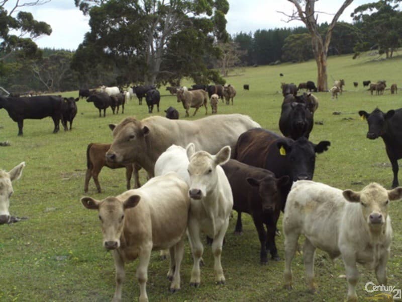 837 Bark Hutt Road, Cassini, SA, 5223, Cassini - Thumbnail 2