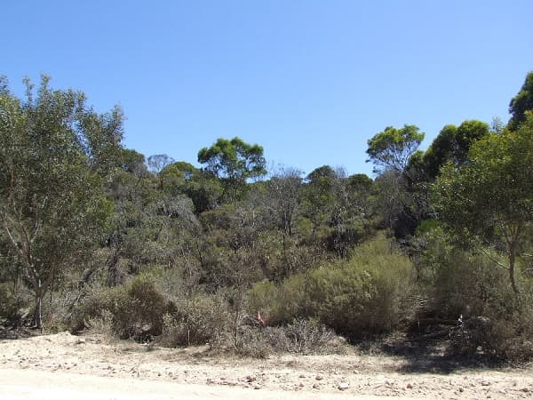 Lot 195 Island Beach Road, Island Beach, SA, 5222, Island Beach - Thumbnail 4