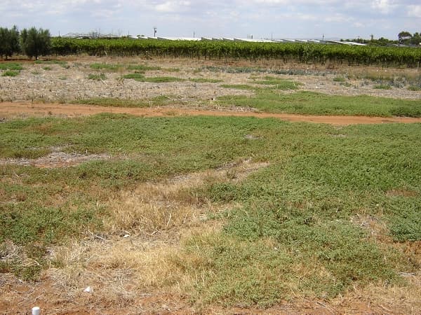 Lot 4 Oliveto Court, Angle Vale, SA, 5117, Angle Vale - Image 1