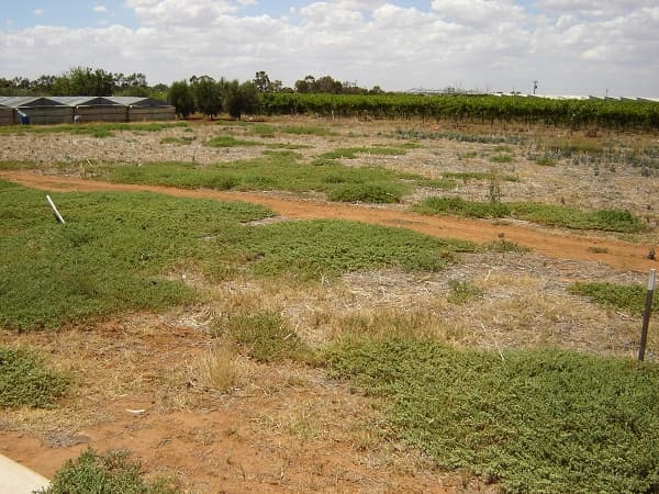 Lot 4 Oliveto Court, Angle Vale, SA, 5117, Angle Vale - Thumbnail 3