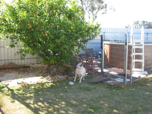 2/1568 Main North Road, Salisbury South, SA, 5106, Munno Para - Thumbnail 7
