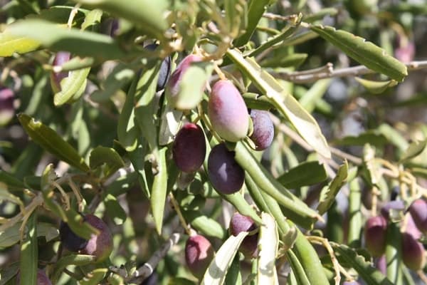 Lot 783 Hahn Road, Aldinga, SA, 5173, Aldinga - Thumbnail 3