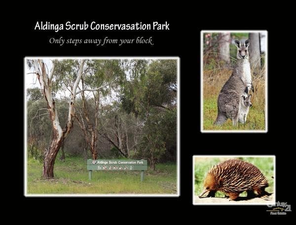 54 Bushtail Avenue, Aldinga Beach, SA, 5173, Aldinga Beach - Thumbnail 6