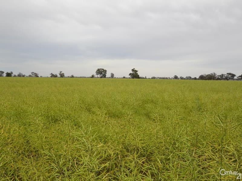 Merrybank Thyra Road, Moama, NSW, 2731, Moama - Thumbnail 6