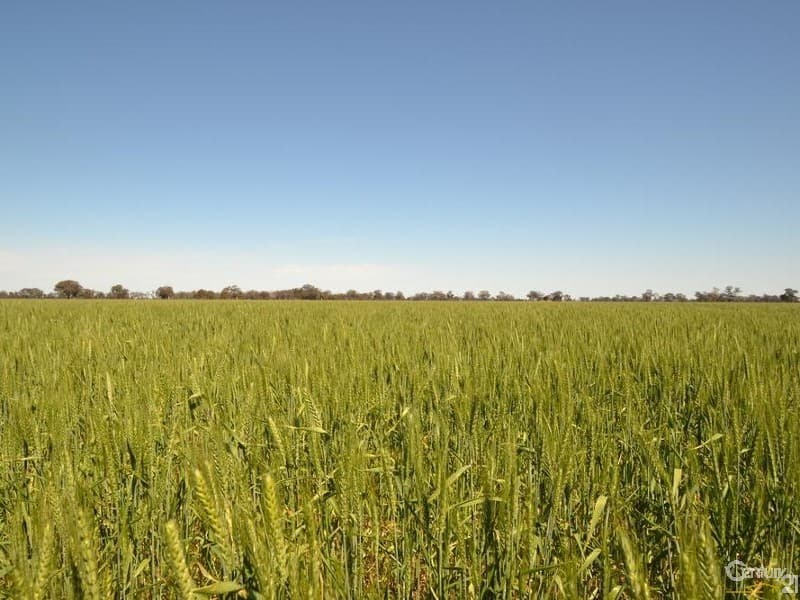 1233 'Avonleigh' Thyra Road, Moama, NSW, 2731, Moama - Thumbnail 6