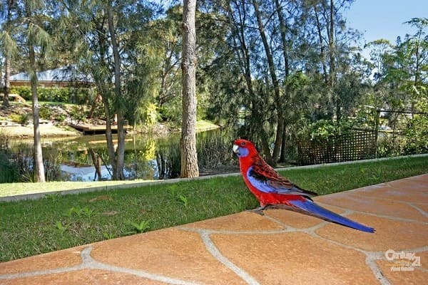 9 Boeing Avenue, Lake Conjola, NSW, 2539, Lake Conjola - Thumbnail 2