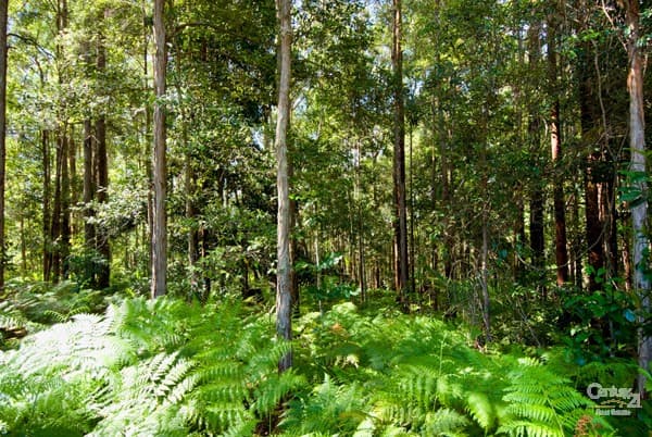 3 Secret Valley Court, Buderim, QLD, 4556, Buderim - Thumbnail 5