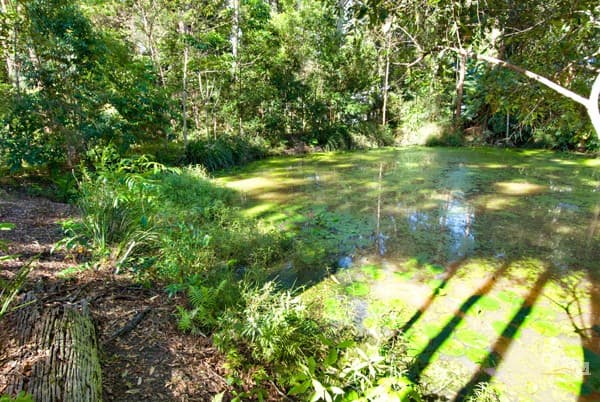 3 Secret Valley Court, Buderim, QLD, 4556, Buderim - Thumbnail 8