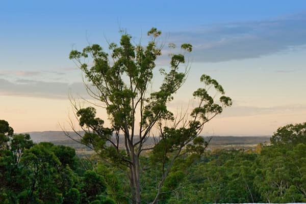 1/8 King Street, Buderim, QLD, 4556, Buderim - Thumbnail 5