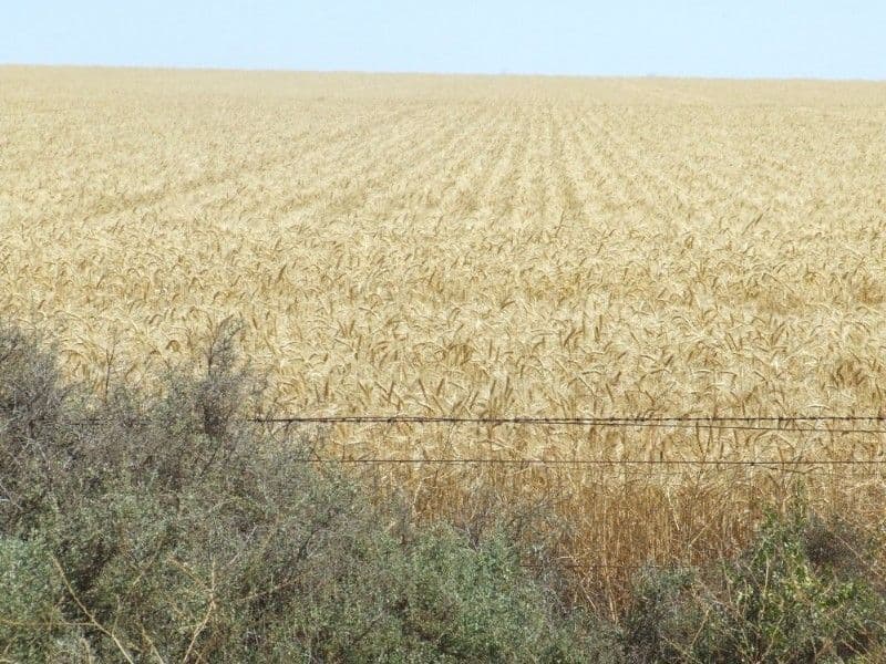 GOONDIWINDI QLD 4390, Goondiwindi - Image 1