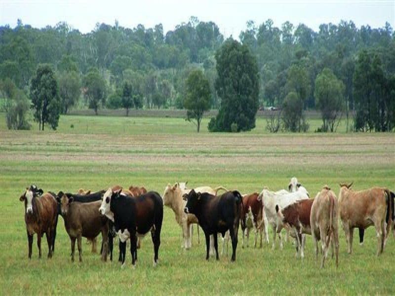 DALBY QLD 4405, Dalby - Image 1