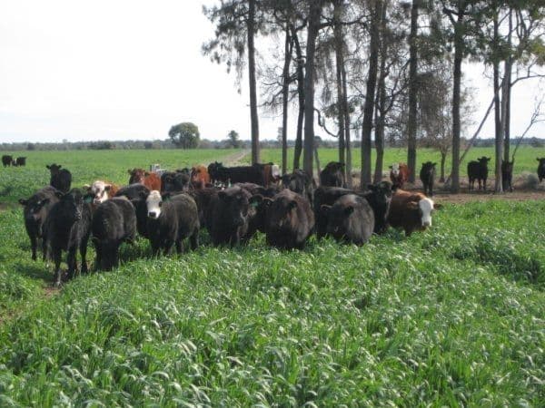 GOONDIWINDI QLD 4390, Goondiwindi - Image 1