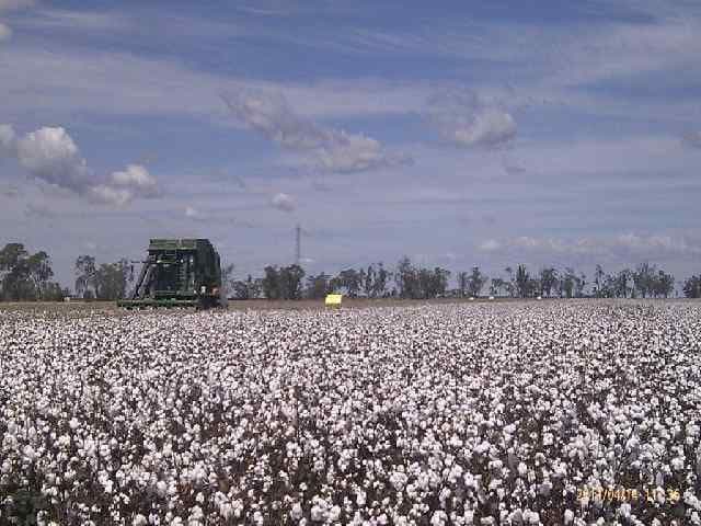 JIMBOUR QLD 4406, Jimbour East - Image 1