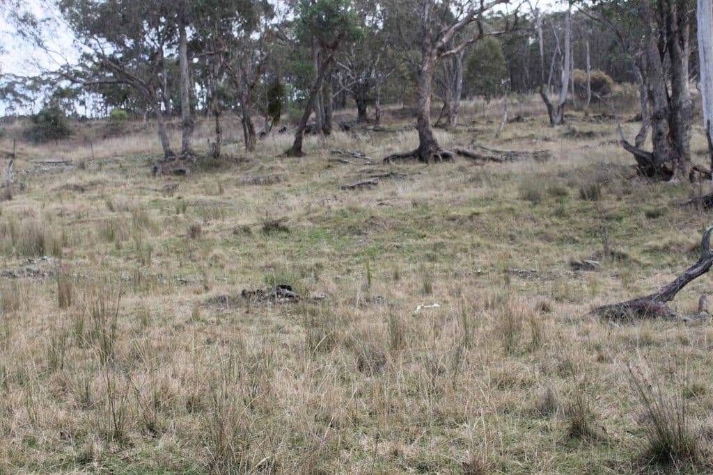 "Twin Pines" Wellington Vale Road, EMMAVILLE NSW 2371, Emmaville - Image 1