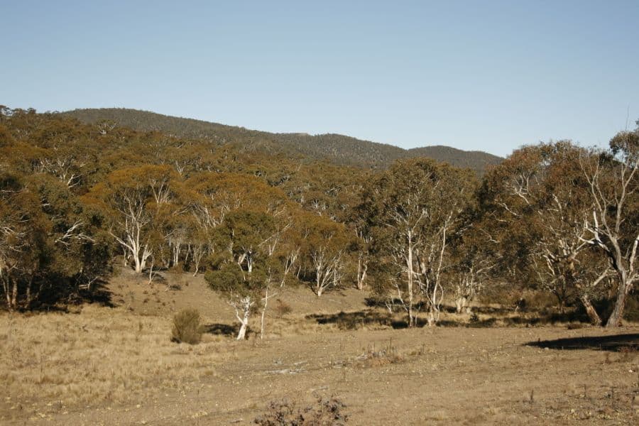 Lot 88 Dangelong Road, COOMA NSW 2630, Cooma - Image 1