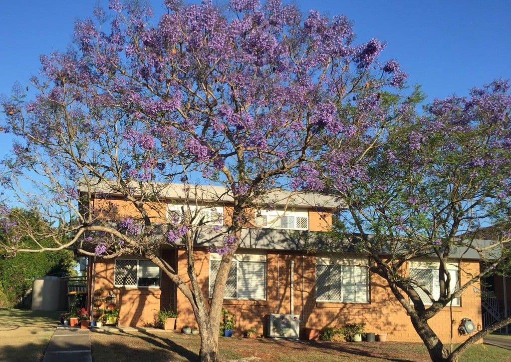 5 Treeby Street, Tingalpa QLD 4173, Tingalpa - Image 1
