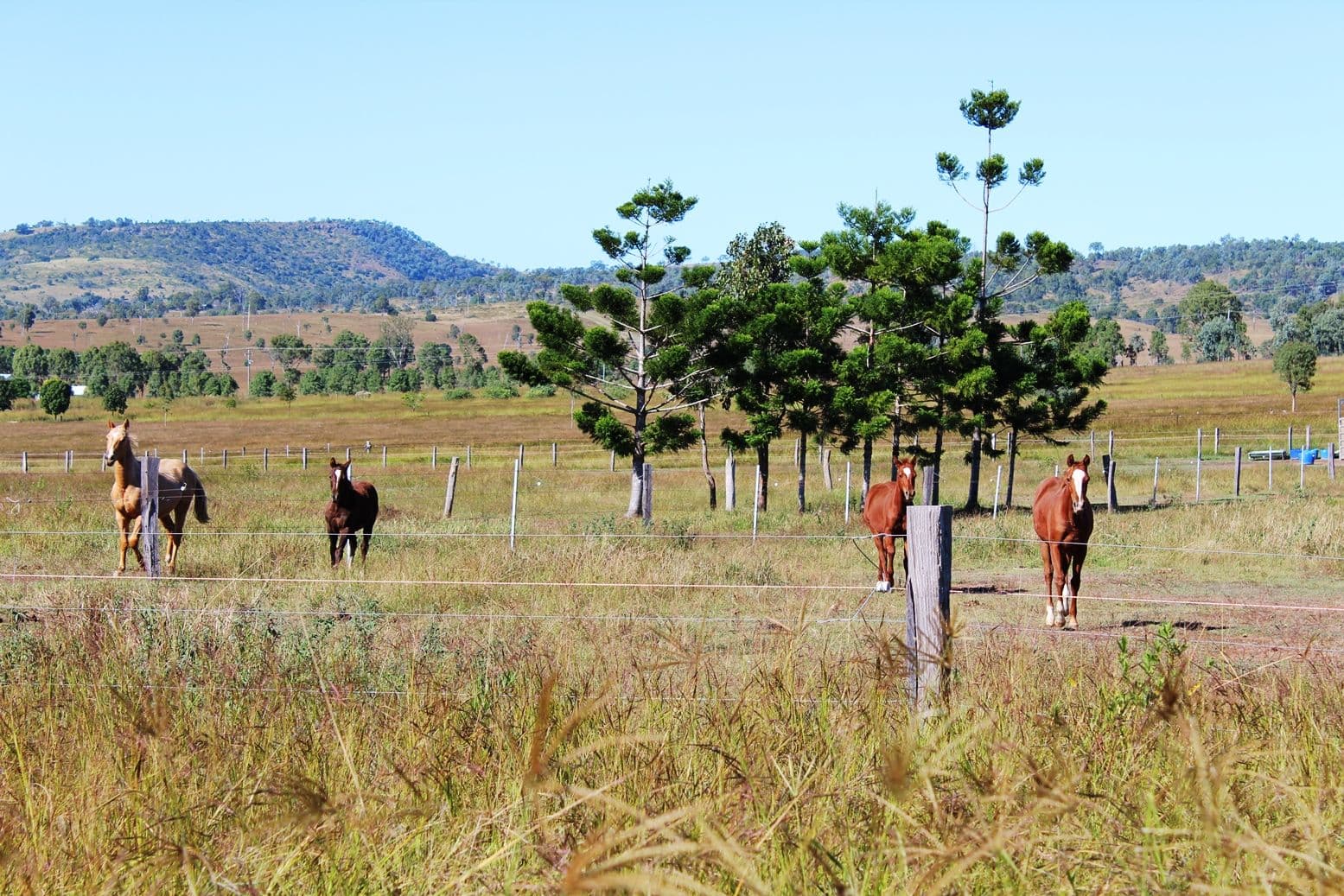 261 Hamiltons Lane, Mount Beppo QLD 4313, Mount Beppo - Image 1