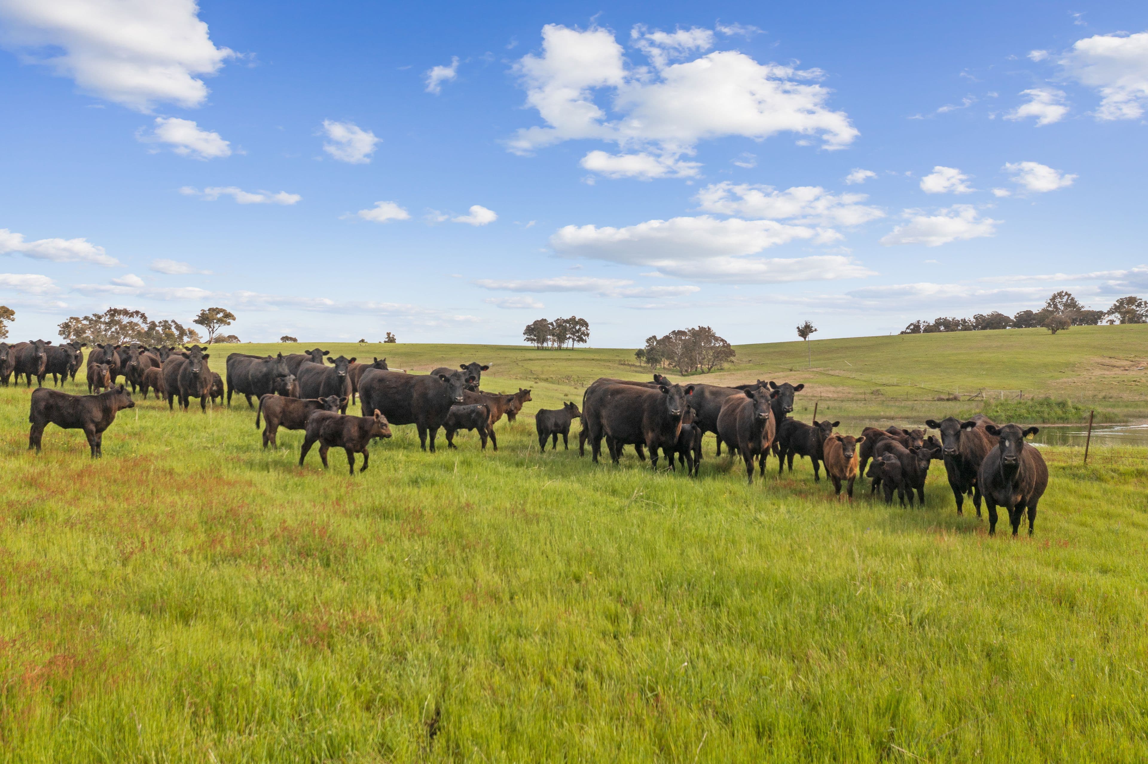 "Merricroft" 44 Merricroft Road, Goulburn NSW 2580, Goulburn - Image 1