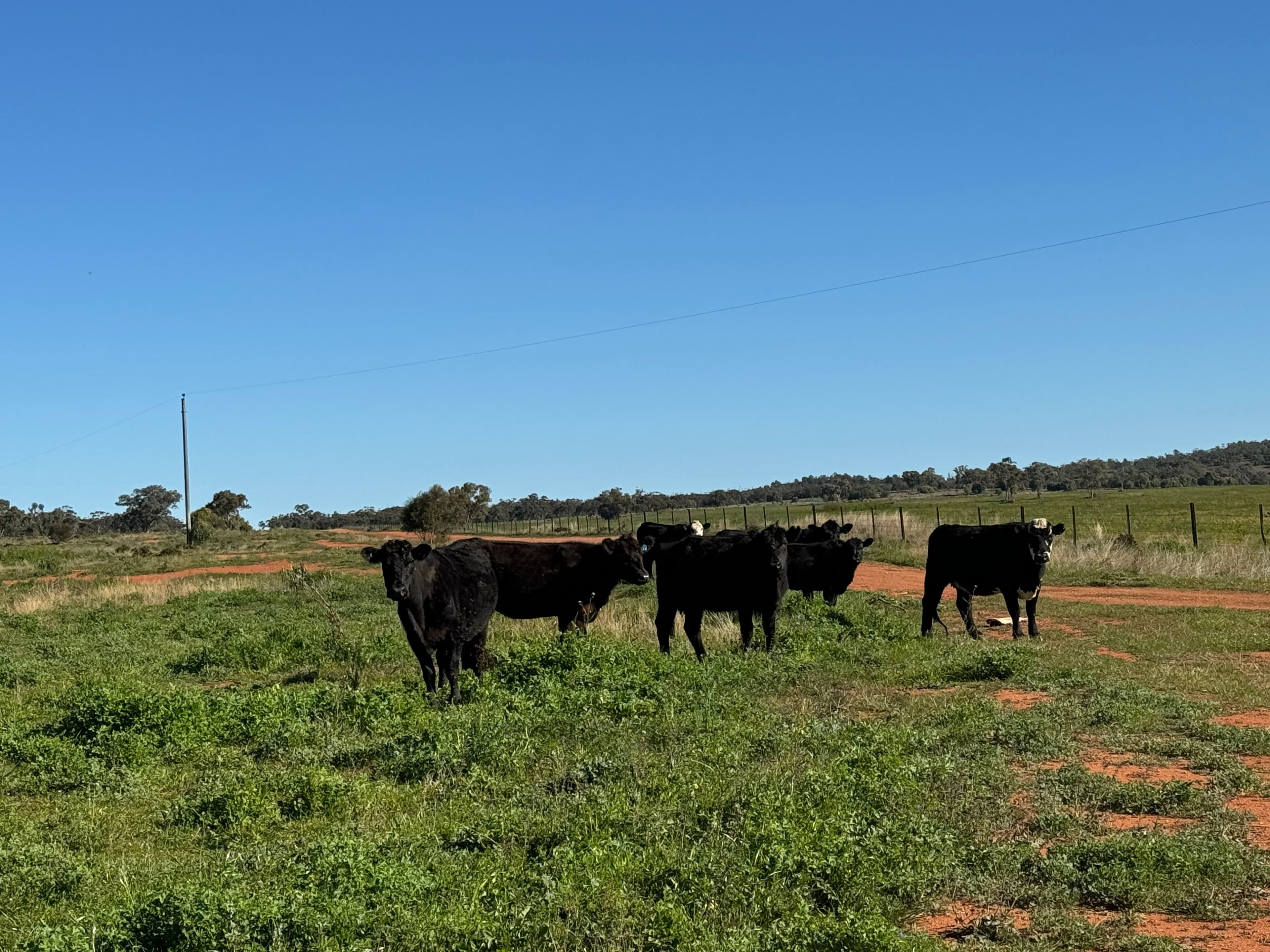 2823 Hermidale Nymagee Road, Hermidale NSW 2831, Hermidale - Image 1