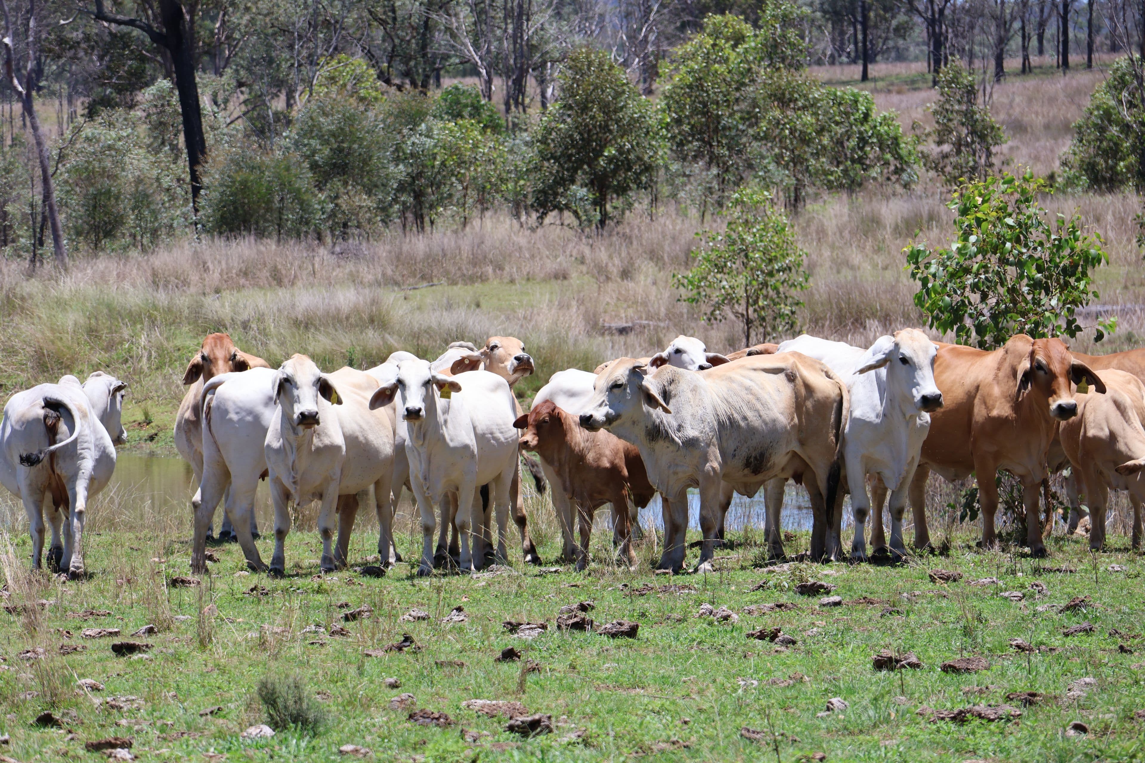 Lot 33, 34 & 35 Bilboolan Road, Mungy, Mount Perry QLD 4671, Mount Perry - Image 1