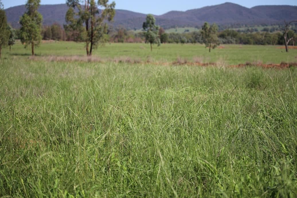260 Royal Oak Road, Bingara NSW 2404, Bingara - Image 1