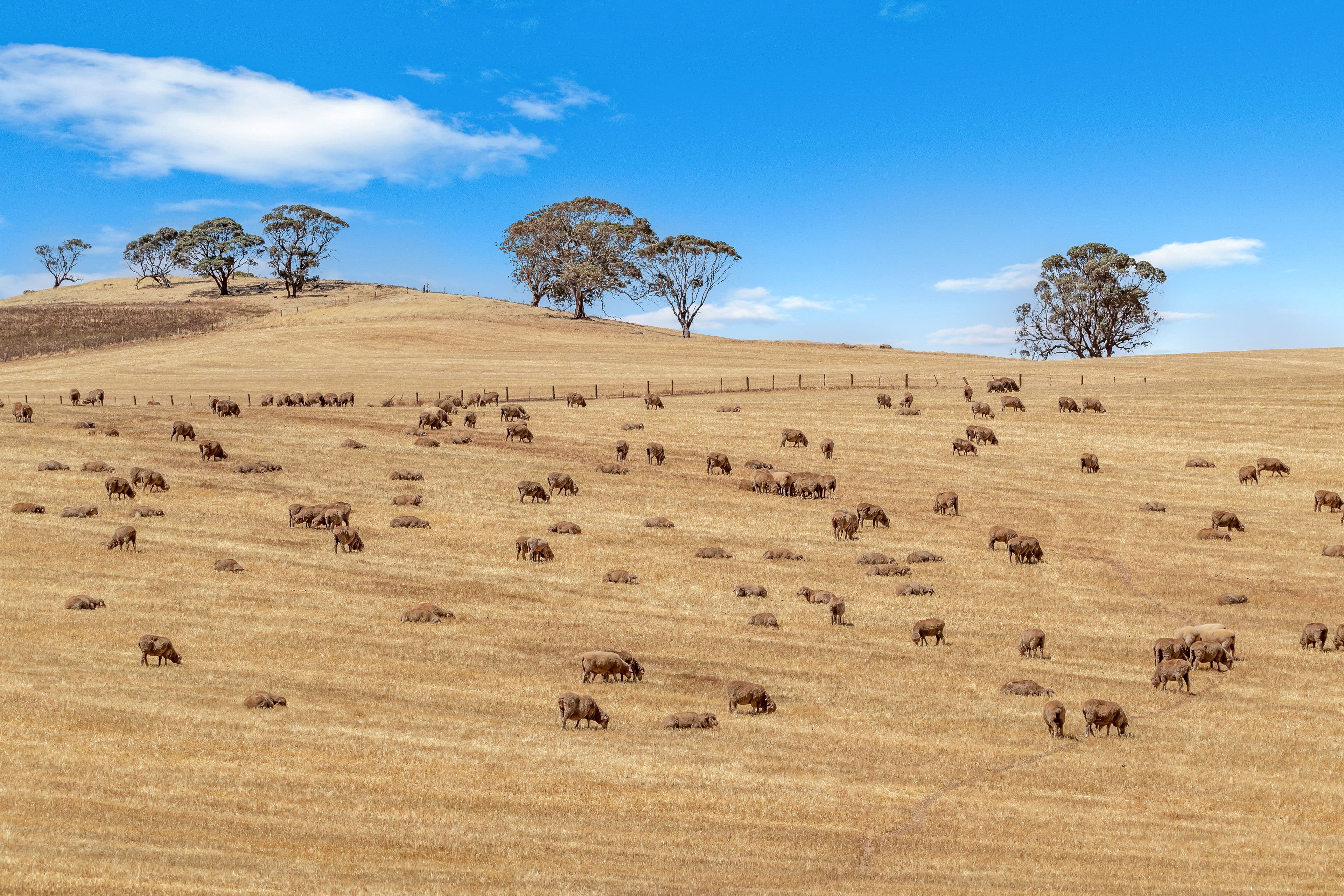 'Roehrs' 249 Roehr Road, Tarnma SA 5413, Tarnma - Image 1