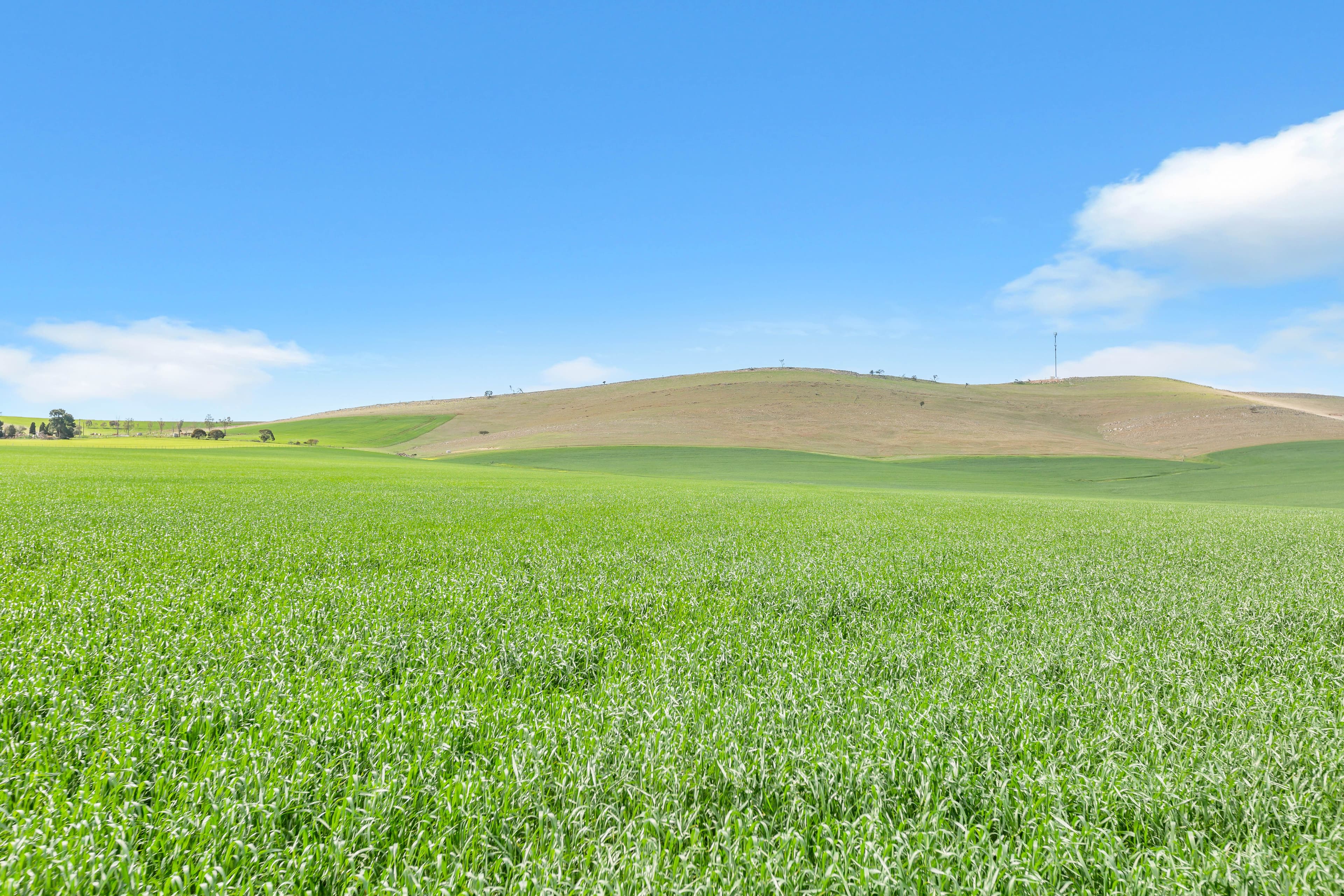 Mt Watts Bowmans Road, Gulnare SA 5471, Gulnare - Image 1