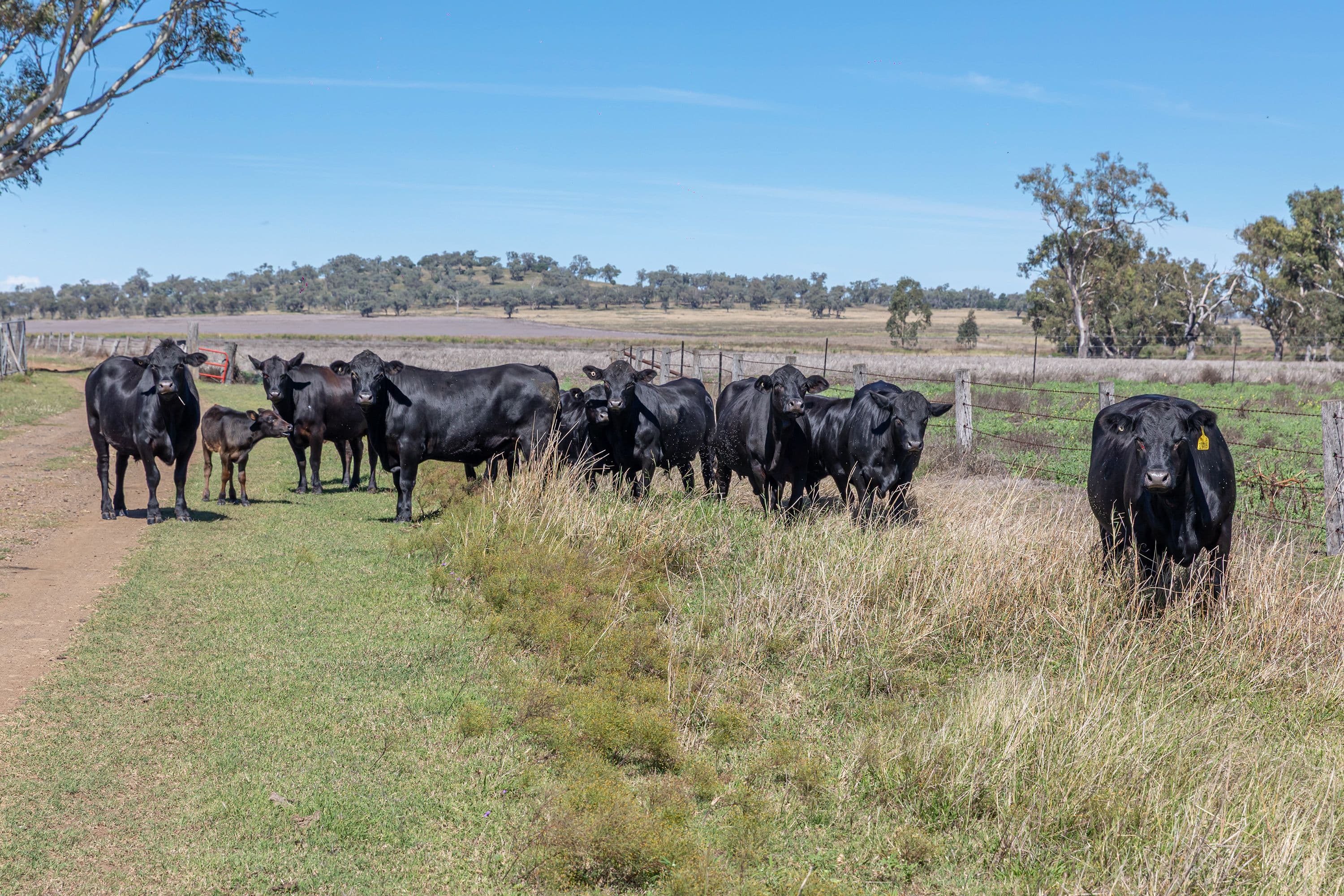 "Camden" 334 Kelvinhaugh-Yalangur Road, Yalangur QLD 4352, Yalangur - Image 1