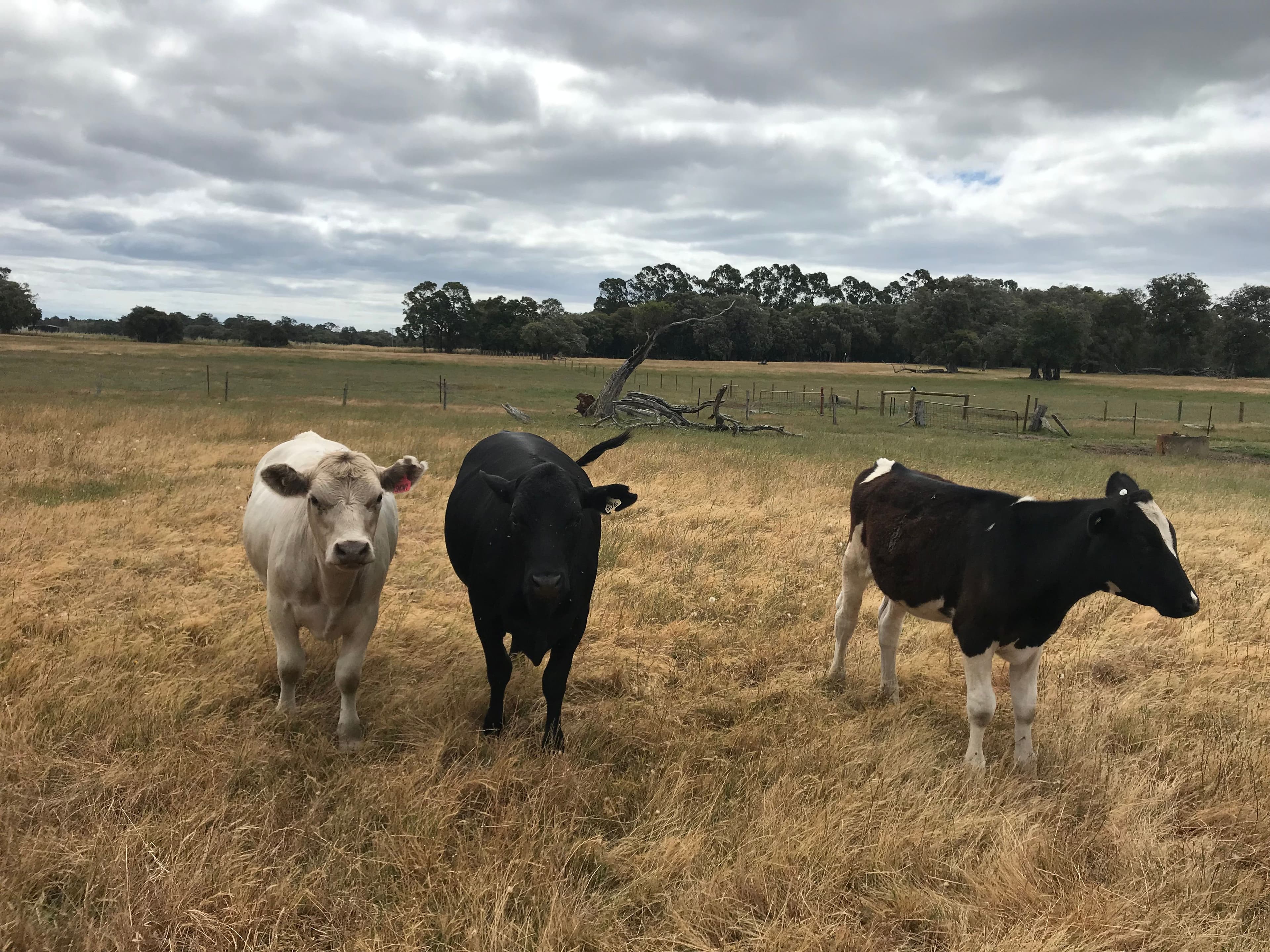 Lot 58 Martin-Pelusey Road, Waterloo WA 6228, Waterloo - Image 1