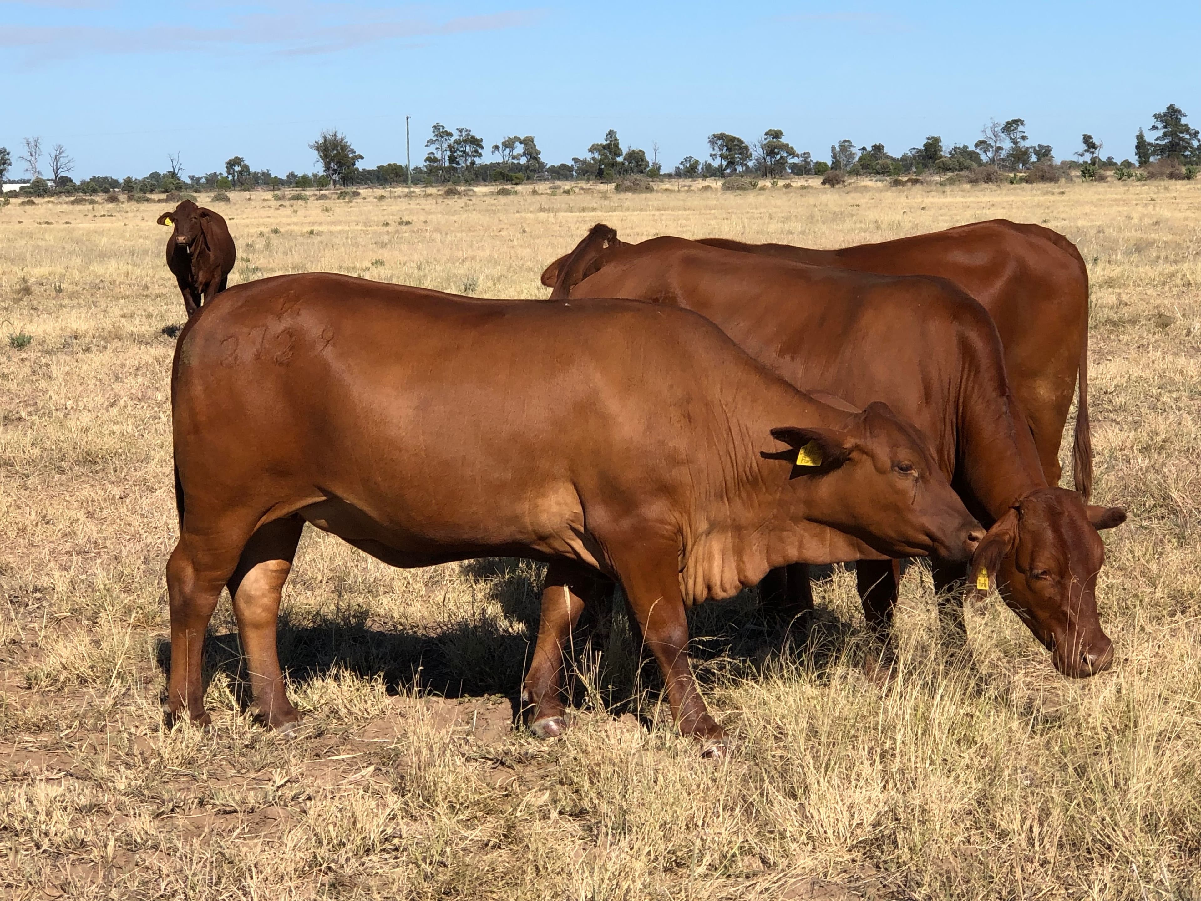 31850 Cunningham Highway, Goondiwindi QLD 4390, Goondiwindi - Image 1