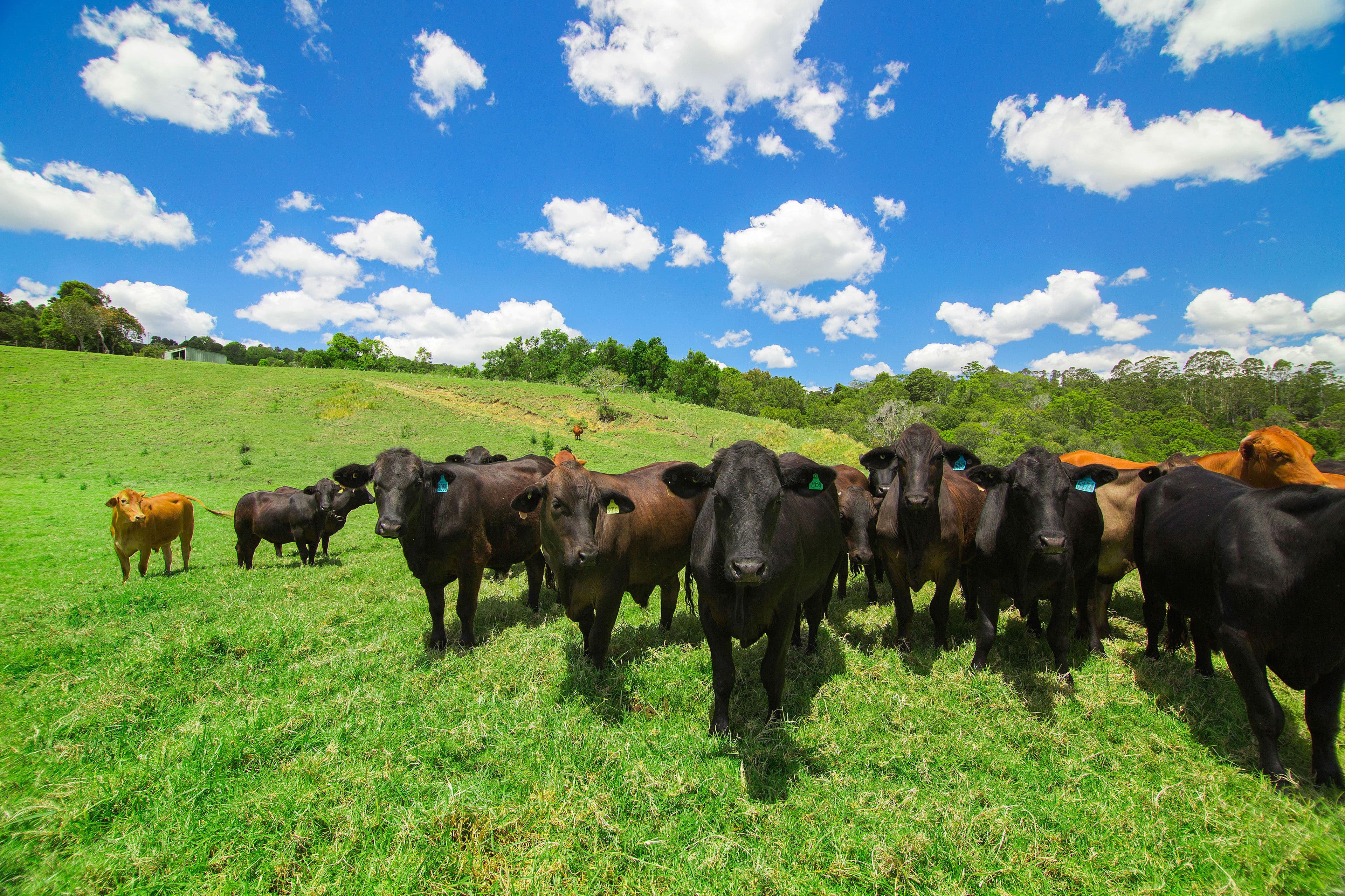 Maleny QLD 4552, Maleny - Image 1