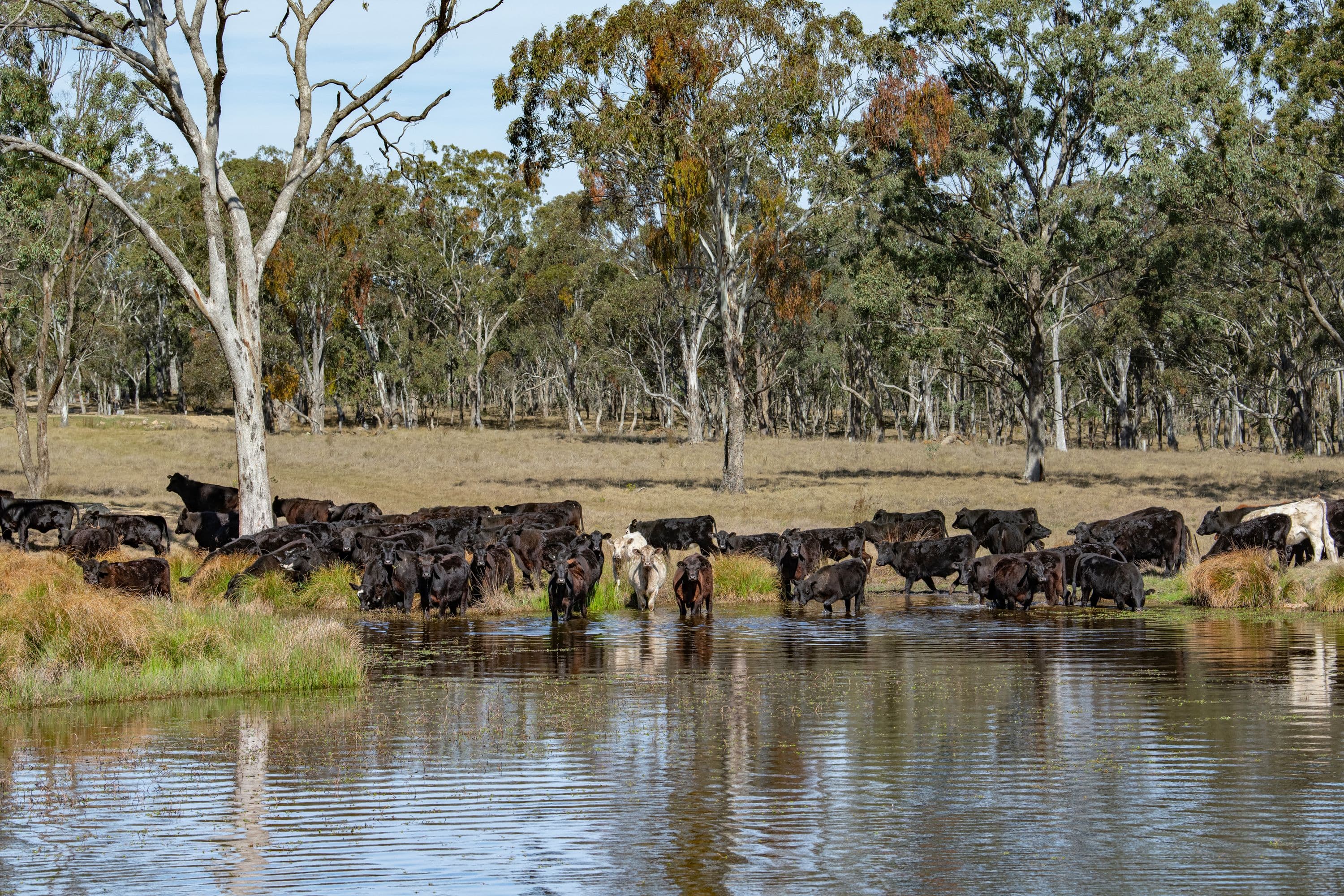 306A Geyers Road, Tenterfield NSW 2372, Tenterfield - Image 1