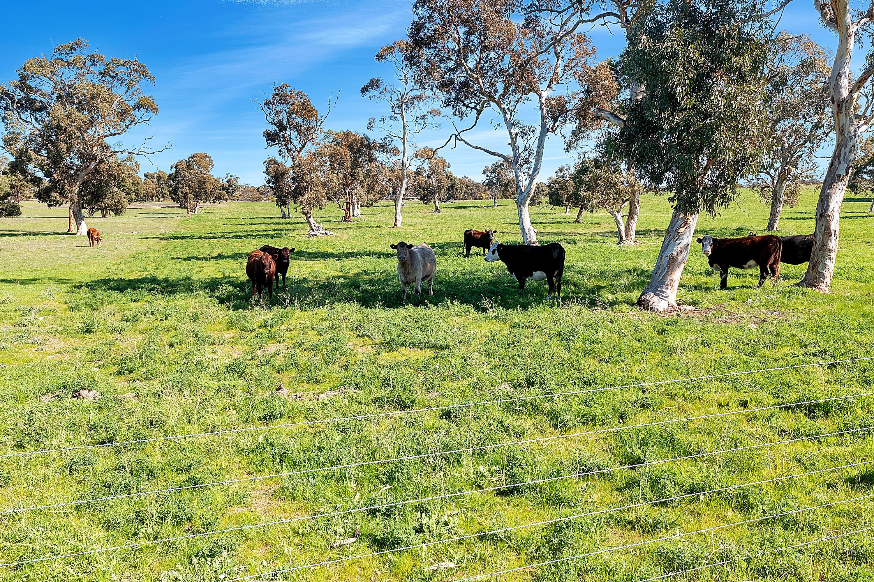7297 Dukes Highway, Culburra SA 5261, Culburra - Image 1
