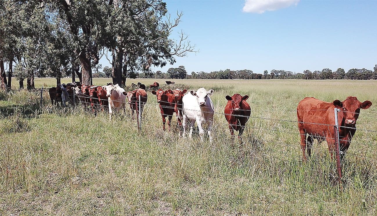 ' WALLINGA', COONABARABRAN NSW 2357, Coonabarabran - Image 1