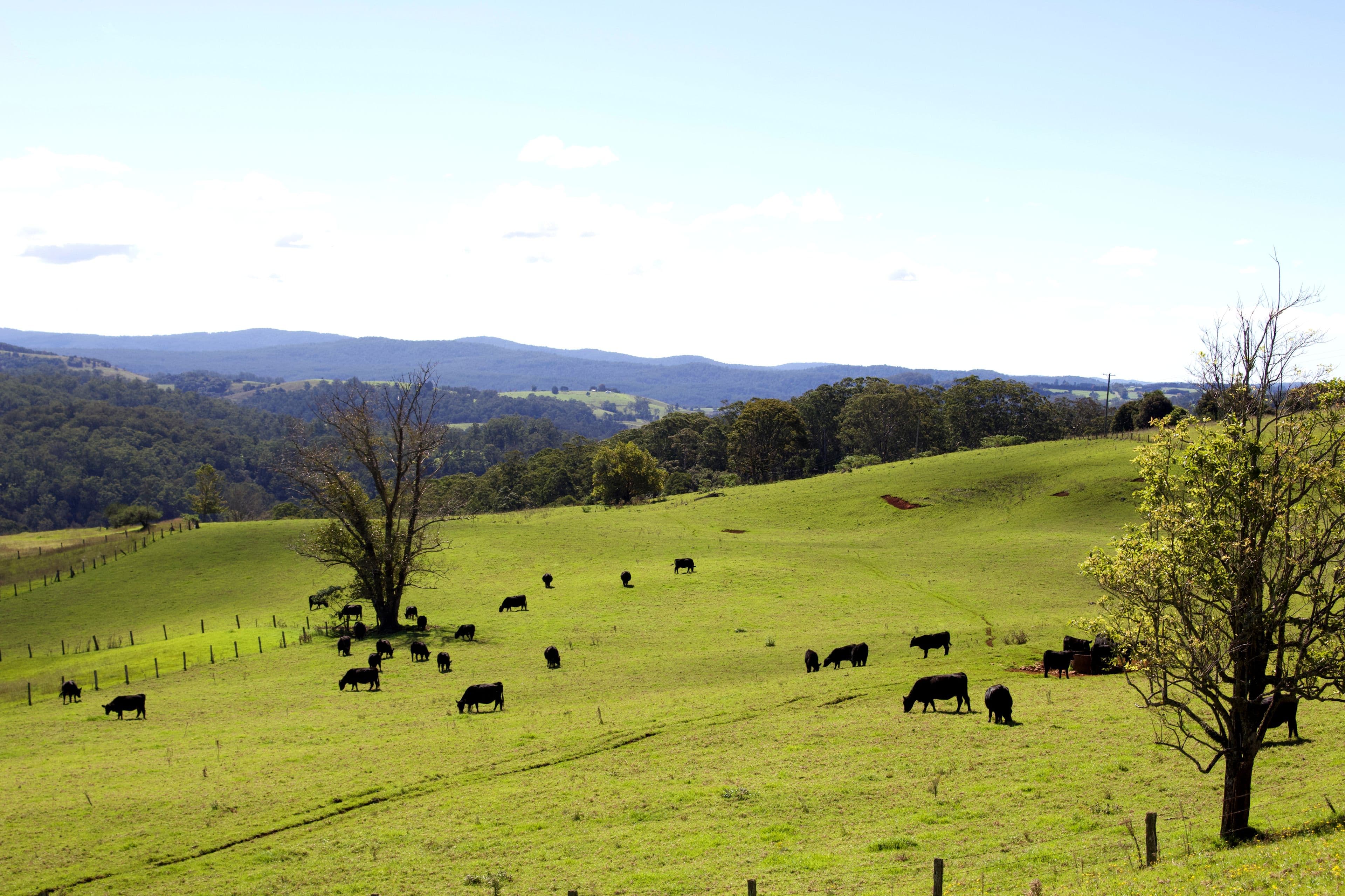 Dorrigo NSW 2453, Dorrigo - Image 1