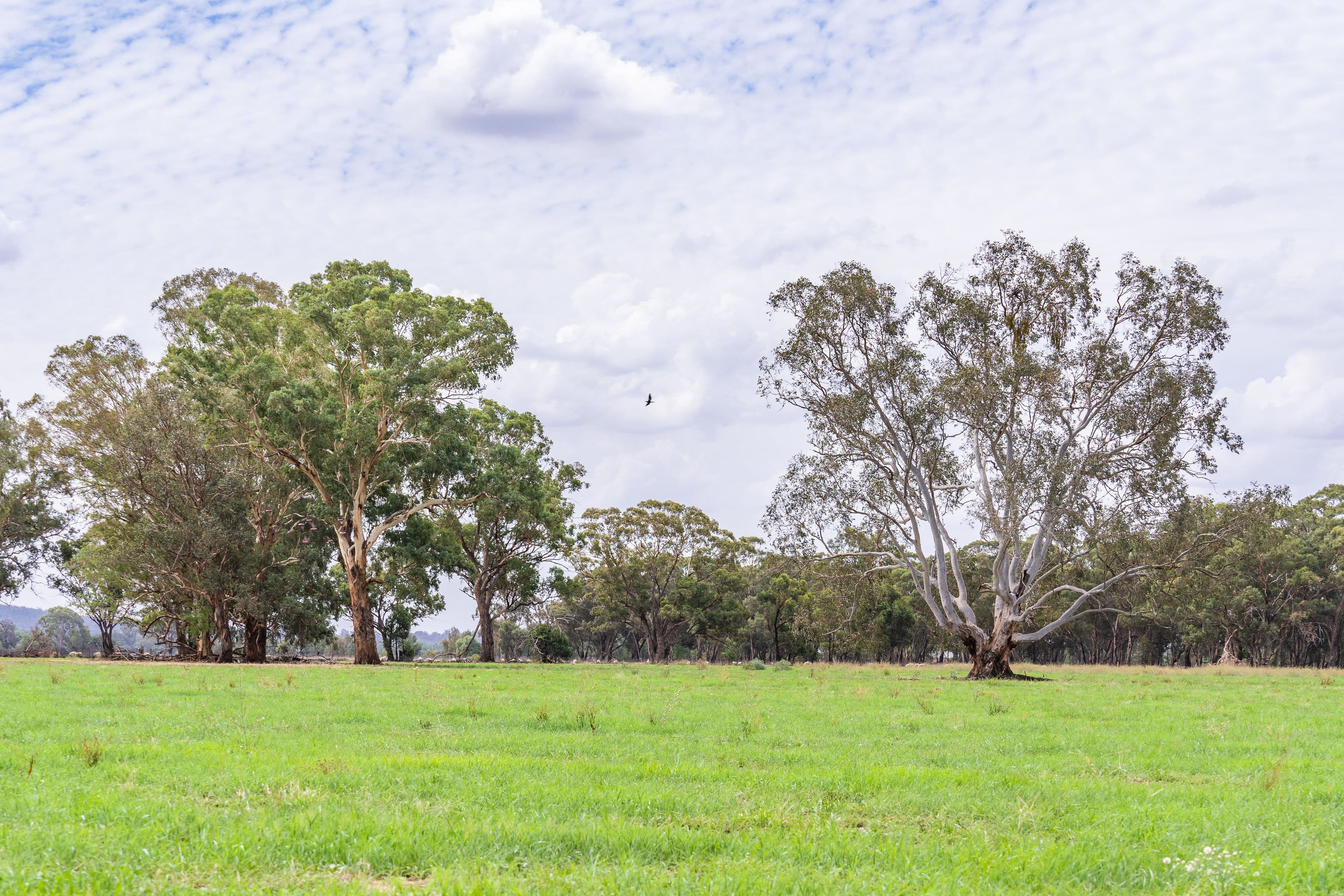'Tumblong' Barryrennie Road, COWRA NSW 2794, Cowra - Image 1