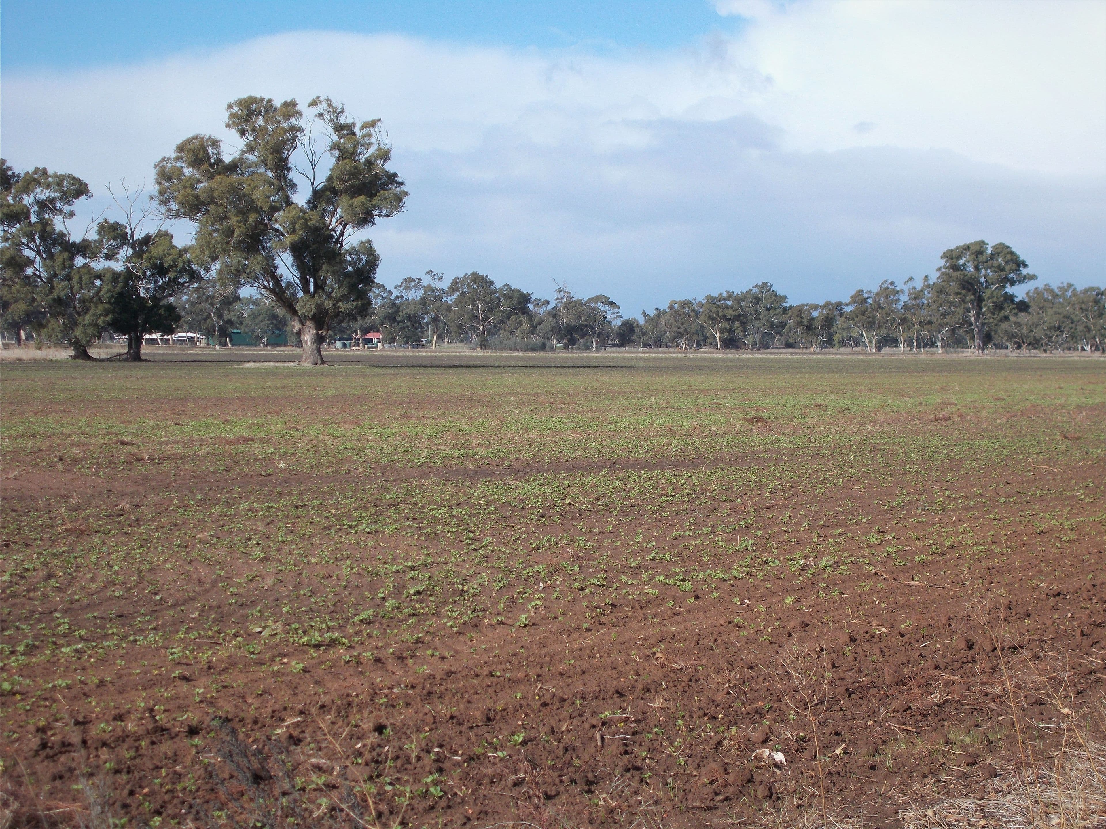 Section 64 Pigeon Flat Road, Mundulla SA 5270, Mundulla - Image 1
