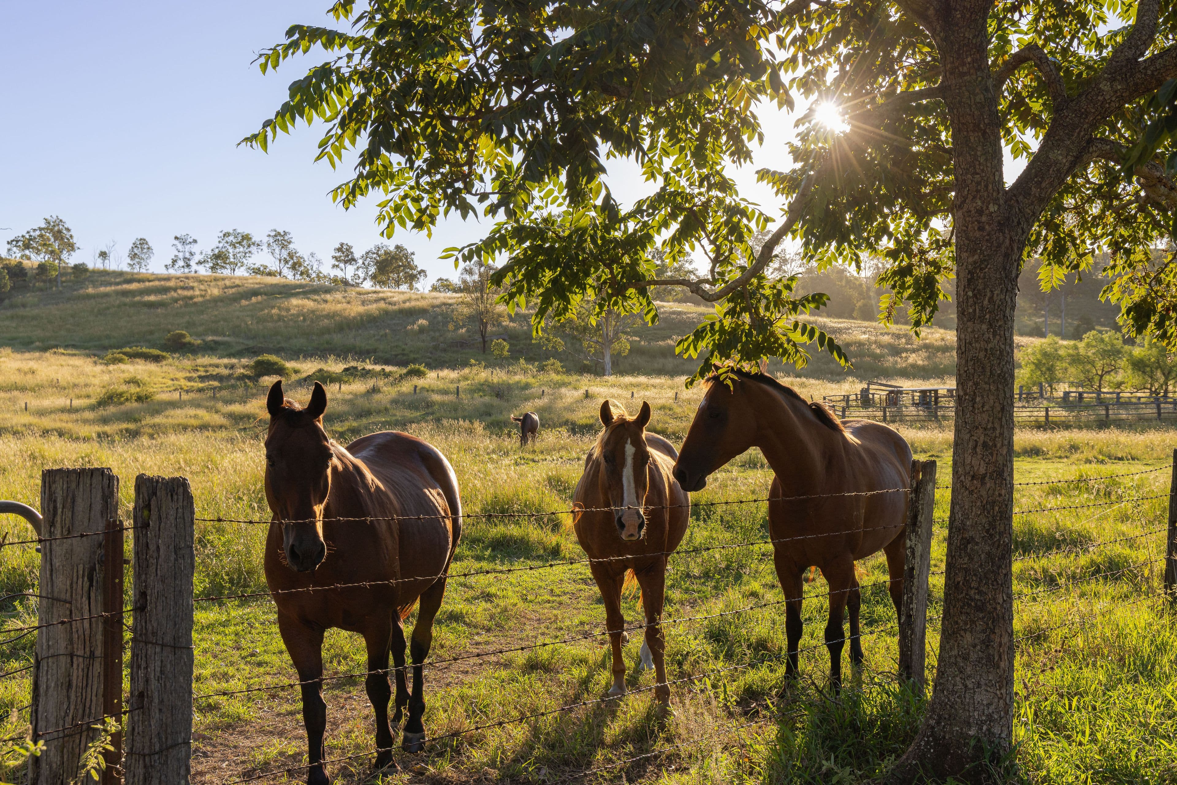Dundas QLD 4306, Dundas - Image 1