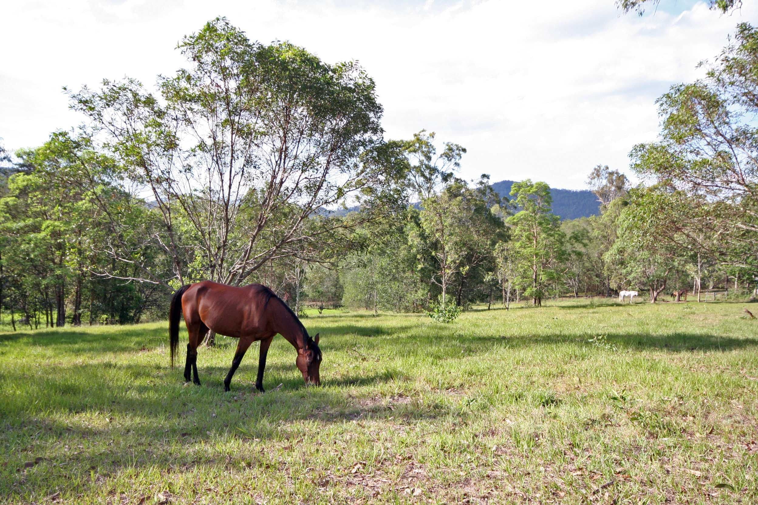 WIGHTS MOUNTAIN QLD 4520, Wights Mountain - Image 1