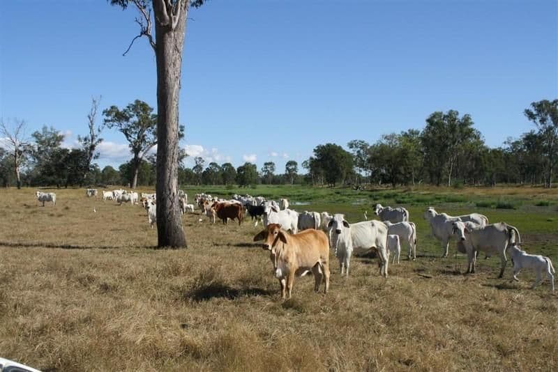 L 119 and 284 Nine Mile Road, FAIRY BOWER QLD 4700, Fairy Bower - Image 1