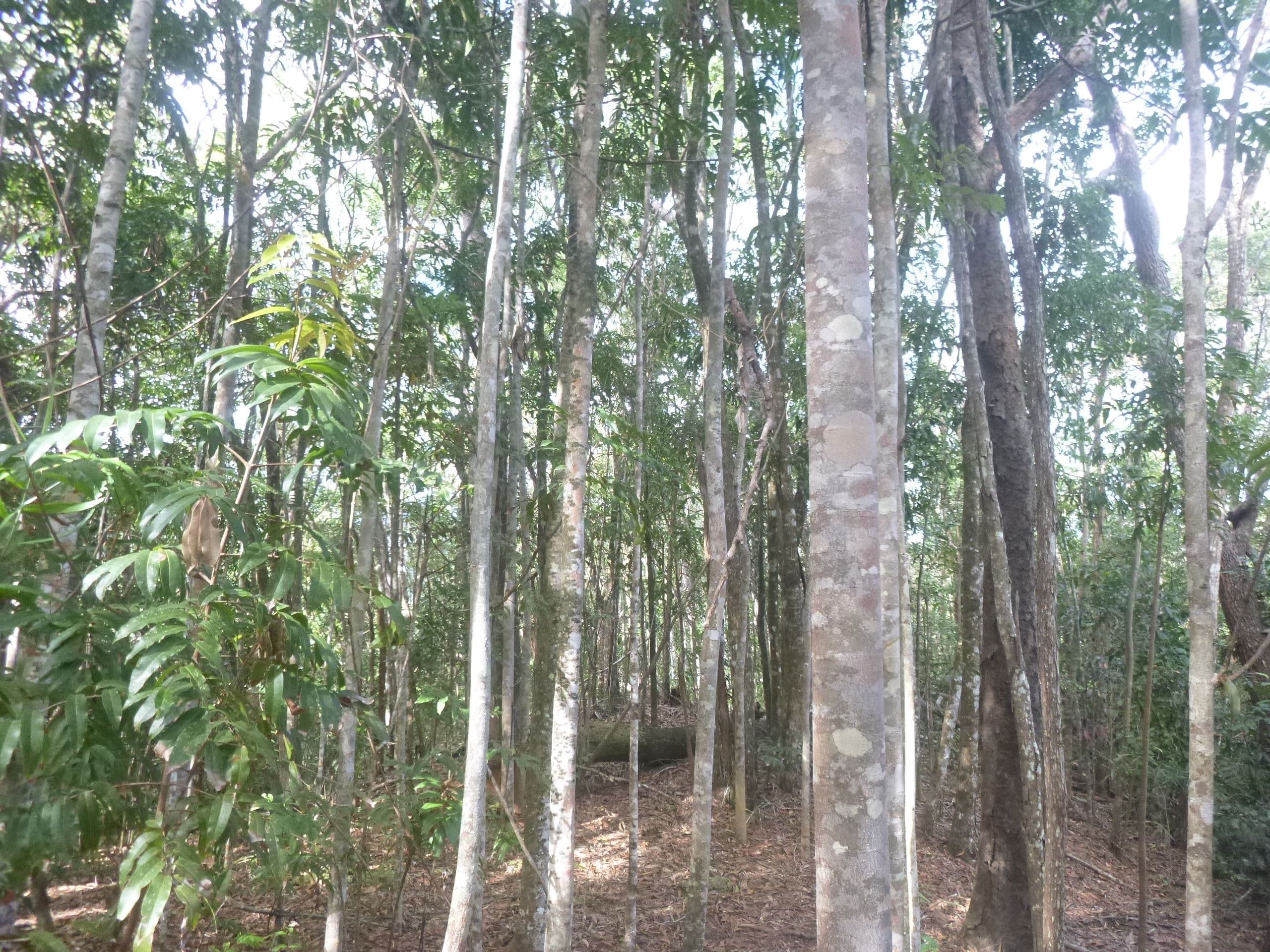 1 Rossville-Bloomfield Road, Bloomfield QLD 4895, Bloomfield - Image 1